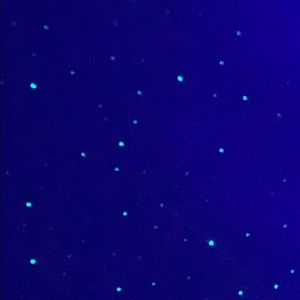 Meet your Posher, Kiana